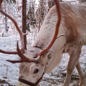 Reindeer feeding