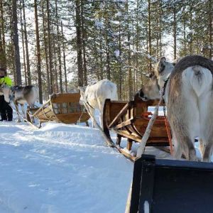 Erimittaisia poroajeluja